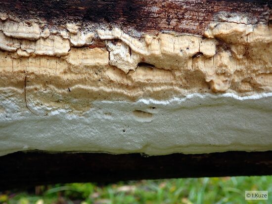 Fomitopsis pulvinascens